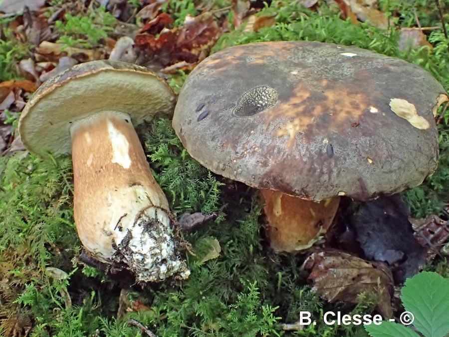 Boletus aereus